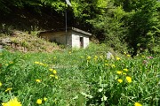50 Salito bosco di faggeta,  prendo il sentiero di fronte a dx dell'acquedotto. 